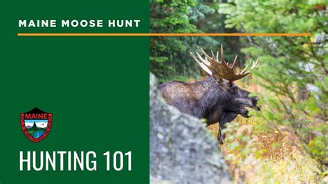 moose hunting 101 youtube