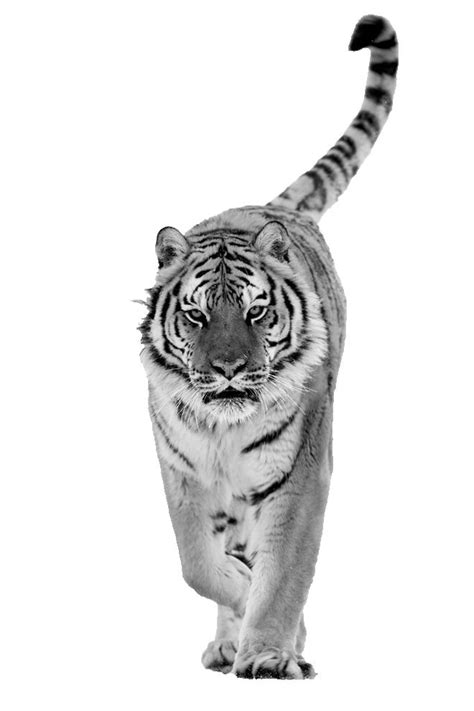 Pin By Kushtrim Sadiku On Quick Saves Tiger Tattoo Big Cats Art