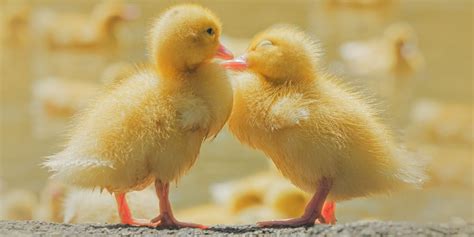 How often to bathe a newborn? How to Raise Ducklings - Cute Home Pets