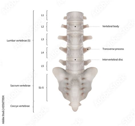 Infographic Diagram Of Human Lumbar Vertebrae With Sacrum Or Spine Bone