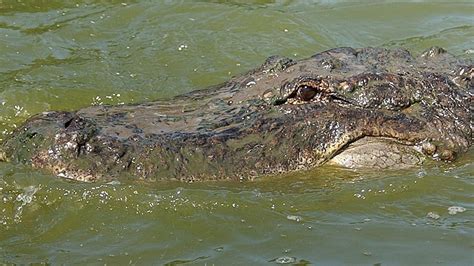 Coroner Identifies Woman Killed By Alligator In South Carolina