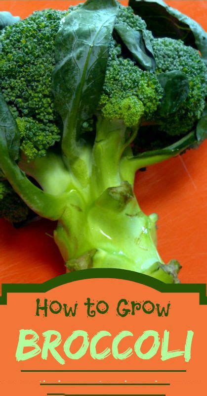 How To Grow Broccoli Growing Broccoli Broccoli Plant Homestead