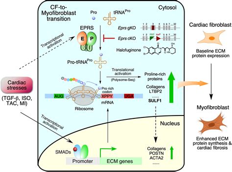 Aminoacyl Trna Synthetase Mechanism