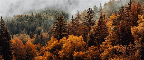 Download Wallpaper 2560x1080 Forest Trees Fog Clouds Autumn Dual