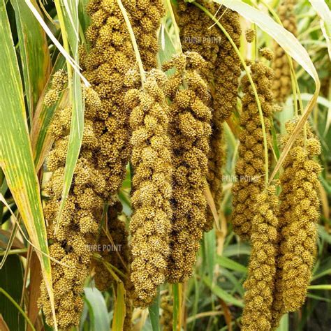 PURE POINT Indian Foxtail Millet High In Protein At Rs 80 Kilogram In