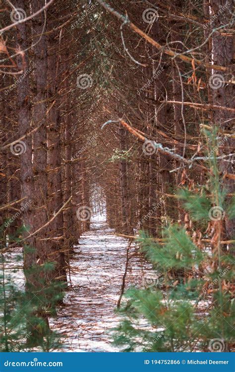 Tunnel Of Trees In The Winter In Michigan Stock Photo Image Of Park