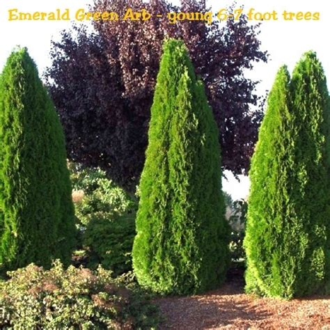 Growing emerald green arborvitae is a popular option to help you screen your home from prying eyes. Emerald Green Arborvitae/Thuja
