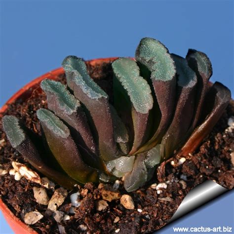 I need to point this haworthia out in this container planting, because it can easily get lost in the sea of other succulents that i've planted up here. Haworthia truncata var. truncata