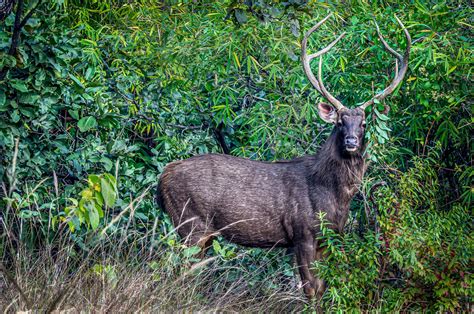 Fauna In Bandhavgarh National Park Wildlife Of Bandhavgarh