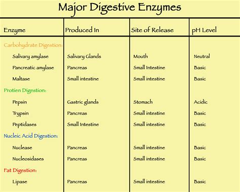 Filemajor Digestive Enzymespng Wikipedia
