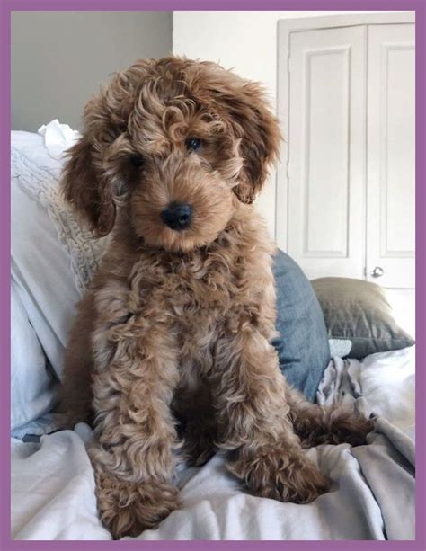 Smaller breeds can be a challenge to housebreak, compared to the bigger breeds. Cavapoo Puppies Nc
