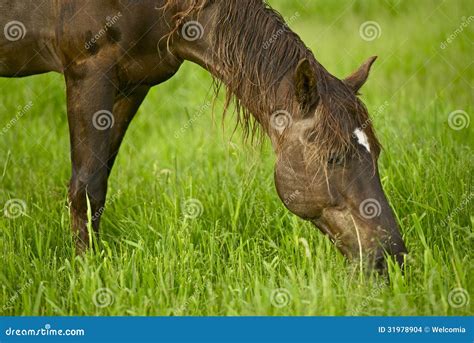 Horse Eating Grass Stock Photo Image Of Rural Grassland 31978904