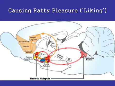 Ppt Defining Pleasure For Hedonism Lessons From Science Powerpoint Presentation Id