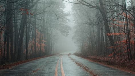 Road Fog Forest Autumn Marking Asphalt 4k Hd Wallpaper