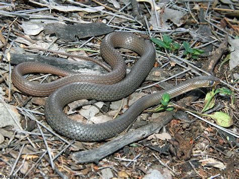 Yellow Faced Whipsnake Demansia Psammophis