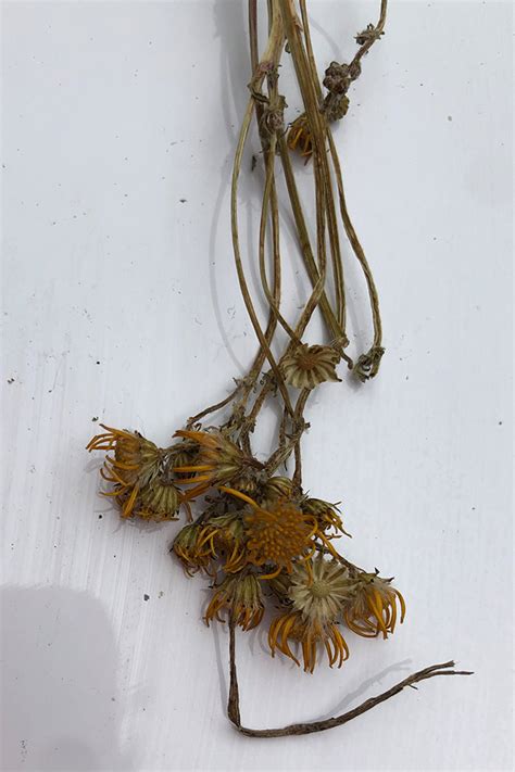100 arten umfassenden familie der zeitlosengewächse (colchicaceae). Giftpflanzen im Heu - Freiberger 2.0