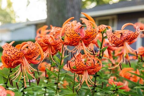 Tiger Lily All You Need To Know