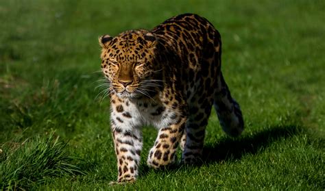 Leopard 4k Hd Animals 4k Wallpapers Images Backgrounds Photos And