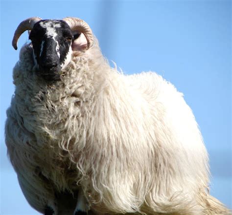 Scottish Blackface Sheep Roys Farm