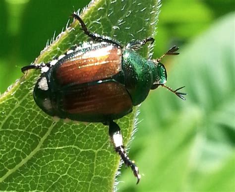 Japanese Beetles 100 Years And Counting Insect Diagnostic Lab