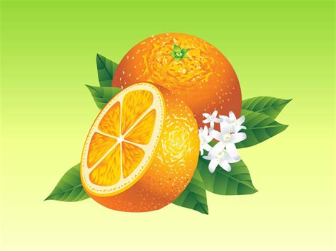 Realistic Oranges Vector Art & Graphics | freevector.com
