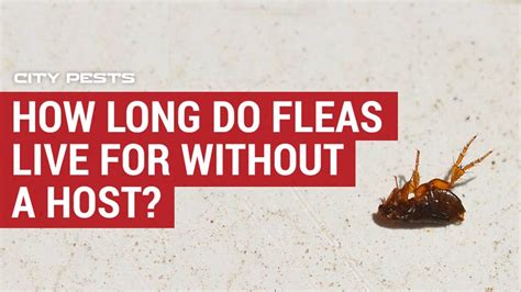 Can Fleas Survive In House Without Pets Pets Retro