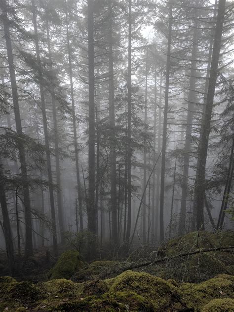 Oc A Foggy Morning Trail On Vancouver Island Pt 2 3036x4048