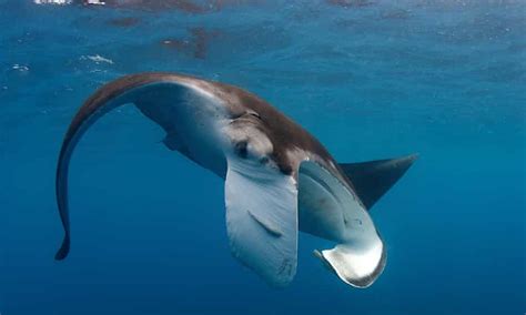 Mirrors Have Revealed Something New About Manta Rays And It Reflects