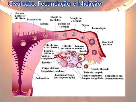 Quantos Dias Ocorre A Nidação