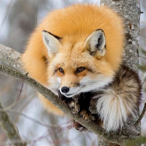Lovely Young Red Foxy Lady Resting Herself On A Tree Branch By Don