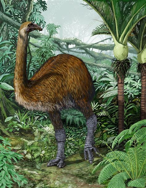 Giant Moa Artwork Stock Image C0013508 Science Photo Library