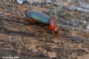 Vít přindiš byl na umělém kanále v troji sedmý, vavřinec hradilek desátý. Image - Brachinus explodens | BioLib.cz