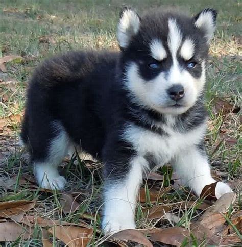 17 Best Images About Husky Puppy S Miniature Siberian Husky Puppies