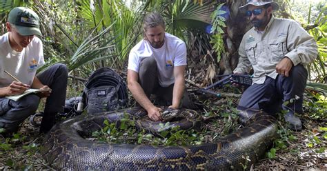 Scientists Haul In Heaviest Female Burmese Python Ever Captured In