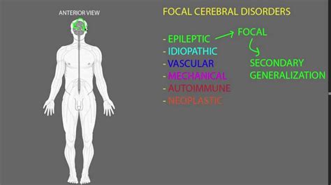 Focal Cerebral Disorders Youtube