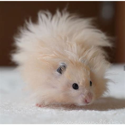 Hamster Syrian Long Hair Long Haired Syrian Hamster Cramlington