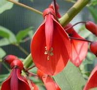 La Flor Nacional de Argentina - El Ceibo, Nuestra Identidad Argentina