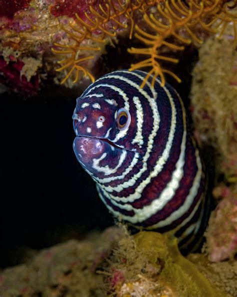 Head On Shot Of A Zebra Moray Eel Photograph By Bruce Shafer Pixels
