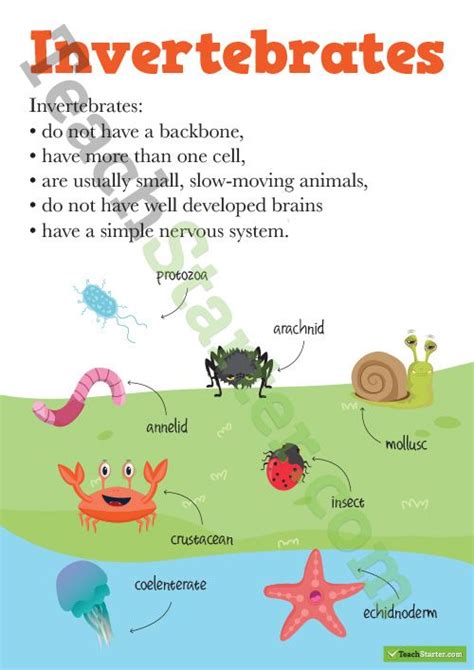 This page has science worksheets and printable activities for teaching your students about invertebrates (animals without a backbone). Vertebrates and Invertebrates Posters Teaching Resource ...