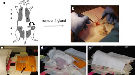 2 Preparation Of Mice For Intravital Imaging A Classifi Cation Of