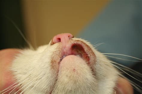 Cat Rodent Ulcer Bleeding Cat Meme Stock Pictures And Photos