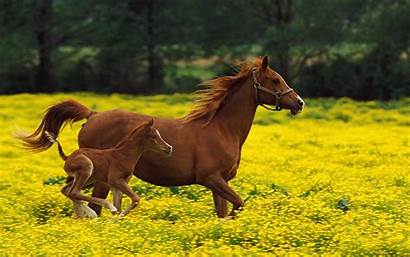 Horses Wallpapers 4hdwall Follow Please Link