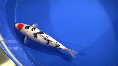 Momotaro koi farms developed the bakki shower with stainless steel trays. Okayama Momotaro Koi:28TRyuBloodline50cm16121213 - YouTube