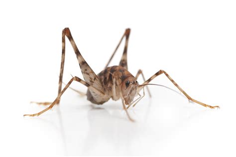 Check spelling or type a new query. spider cricket control and treatments for the basement ...