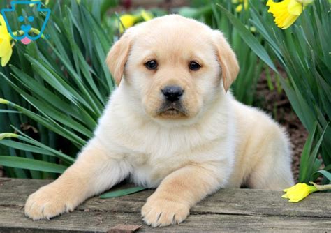 New and used items, cars, real estate, jobs, services, vacation rentals update: Simba | Labrador Retriever - Yellow Puppy For Sale ...