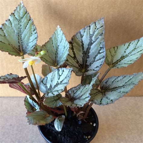 Buy Begonia Arctic Breeze Rex Begonias Plants Online At Gardeners