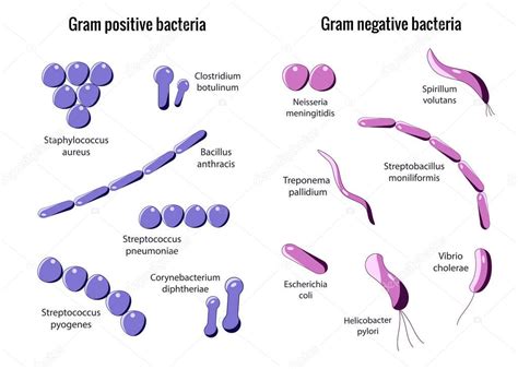 Bacterias Grampositivas Y Gramnegativas 2022