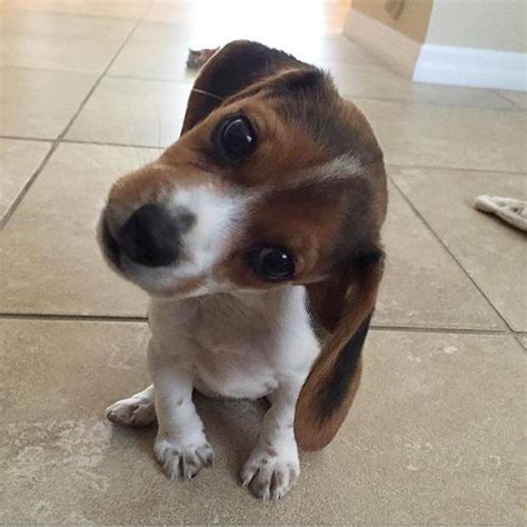 20 Dogs With Adorable Head Tilting Skills