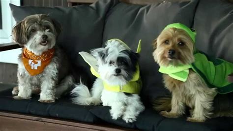 Our final grade = b. Banfield Pet Hospital - Halloween Pet Safety Tips - YouTube