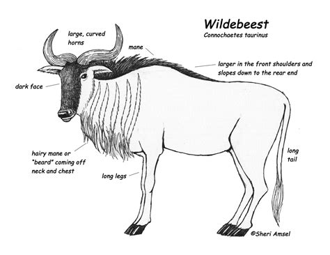 We have collected 39+ wildebeest coloring page images of various designs for you to color. Wildebeest